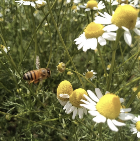 Miel de Abeja Orgánica 300g Flor de la Paz