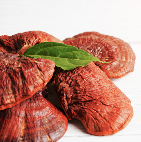 Hongo Reishi orgánico en Polvo 100g Raíces del Huerto